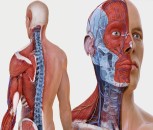 Complete Anatomy 3D atlas trial do 20.4.2023 